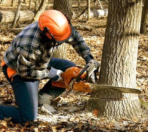 Tree Removal in Yemassee, SC